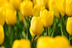 Carcinoma endometriale: i progressi nella stadiazione e nella terapia